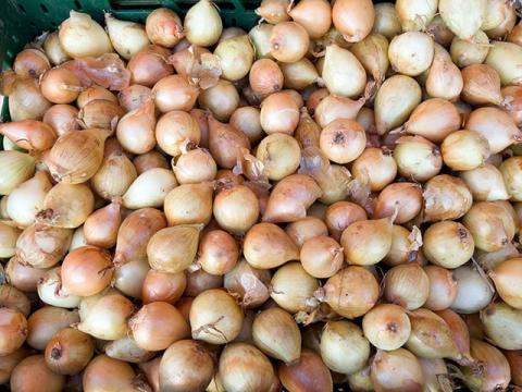 Wochenmarkt Bornheim Mitte frische Kartoffel, Süßkartoffel, Zwiebel, Knoblauch, Meerrettich und Kurkuma